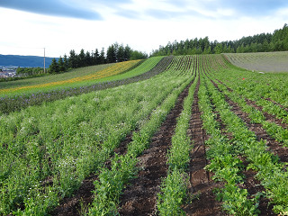 ファーム富田・彩りの畑(2013年7月5日)