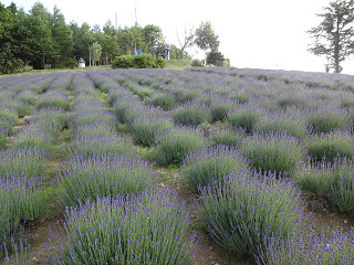 北星山中富良野町営ラベンダー園(2013年7月5日)