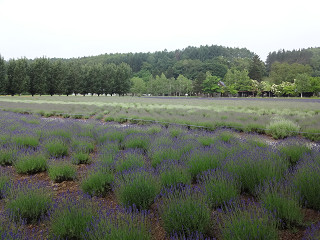 ファーム富田（2015年6月26日）