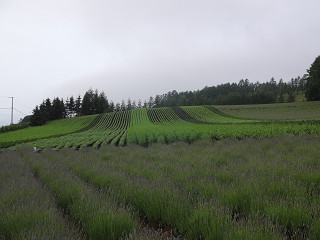 ファーム富田・彩りの畑（2015年6月26日）