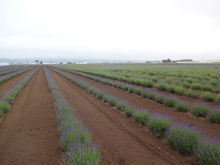 ファーム富田・ラベンダーイースト（2015年6月26日）