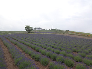 日の出公園（2015年6月26日）
