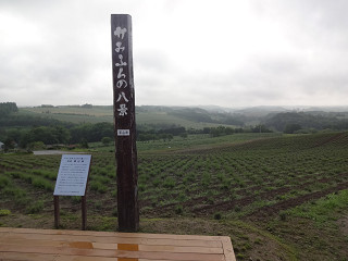 深山峠オーナー園（2015年6月26日）