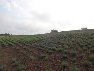 かんのファーム（2015年6月26日）